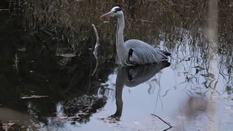 Una-Garza-Medita-En-Las-Aguas-Del-Parque-Shakuji-De-Tokio.