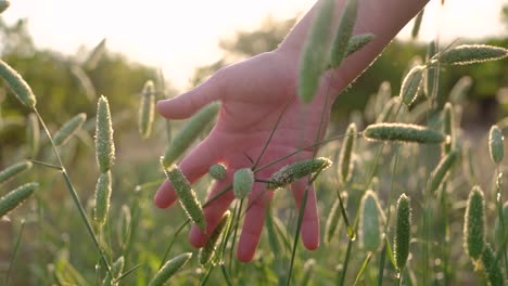 Escena-Pov-Mano-De-Mujer-Tocando-Y-Pasando-Por-Llanuras-Cubiertas-De-Hierba-Y-Plantas-Movidas-Por-El-Viento