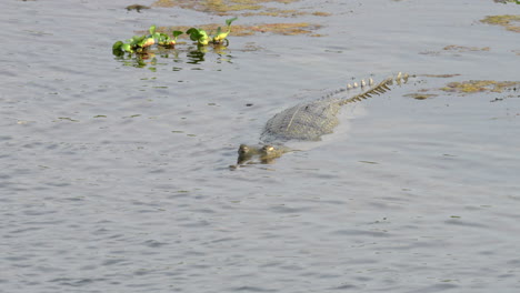 Ein-Gavial-Krokodil,-Das-Halb-In-Einem-Fluss-Versunken-Ist