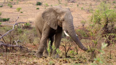 Nahaufnahme-Eines-Männlichen-Elefanten-In-Hitze,-Afrika