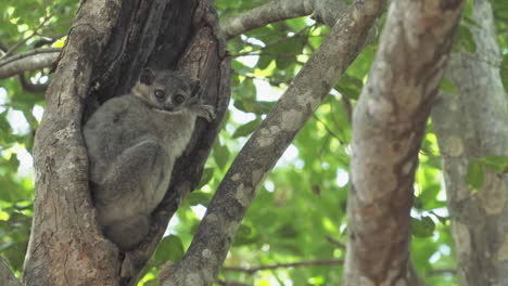Lemur-Deportivo-Dormita-En-Un-Agujero-De-Rama-Durante-El-Día
