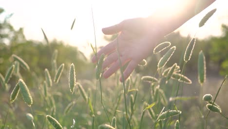 Escena-Pov-Mano-De-Mujer-Tocando-Y-Pasando-Por-Llanuras-Cubiertas-De-Hierba-Y-Plantas-Movidas-Por-El-Viento