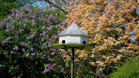Ein-Taubenschlag-In-Einem-Idyllischen,-Gepflegten-Garten-Mit-Flieder-Und-Ahornbäumen-Im-Hintergrund