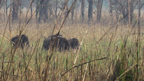 Some-wild-buffalo-or-gaur-grazing-in-the-tall-safari-grass