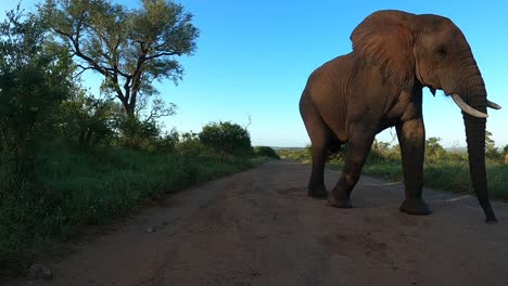 Un-Gran-Elefante-Pasa-Por-Un-Camino-De-Tierra-Junto-A-Una-Cámara-A-Nivel-Del-Suelo-En-Una-Reserva-De-Caza.