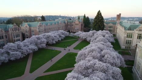 Bunte,-Blühende-Kirschbäume-An-Der-Universität-Von-Washington---Luftaufnahme