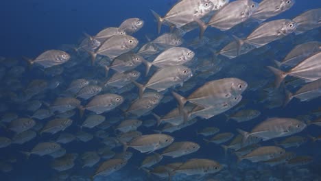 Big-shoal,-school-of-Caranx,-jack-fish,-trevallies-in-clear-water-on-a-tropical-coral-reef-around-the-islands-of-Tahiti,-French-Polynesia,-South-Pacific-Ocean