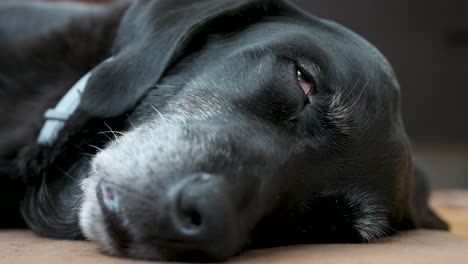 Eine-Nahaufnahme-Und-Schmale-Ansicht-Eines-Schlafenden-älteren-Schwarzen-Hundes,-Der-Auf-Dem-Boden-Eines-Hauses-Liegt