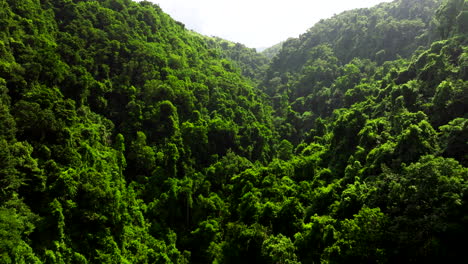 Dense-jungle-vegetation,-wilderness-environment,-Nusa-Penida,-aerial