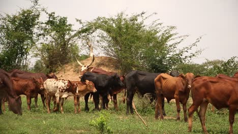 Herd-of-cattle-in-Africa