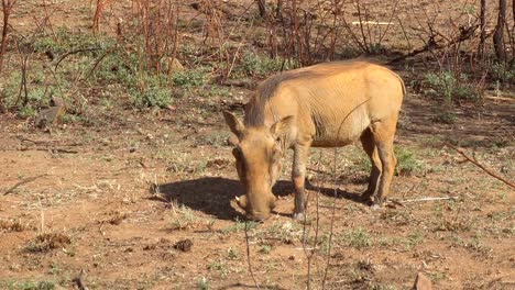 Nahaufnahme-Eines-Warzenschweins-Auf-Der-Suche-Nach-Nahrung,-Afrika