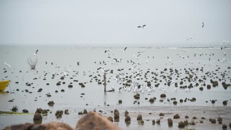 Sea-birds-fly-by-rocky-shallow-water-by-shore-in-cloudy-Argentina