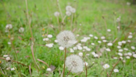 Dandelion-flower-with-loose-seeds