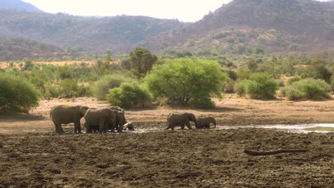 Close-up-of-herd-of-elephants-taking-mud-bath-on-hot-summer-day