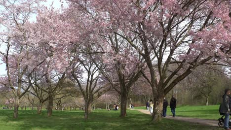 árboles-De-Sakura-Completamente-Florecidos-En-Un-Parque-Urbano