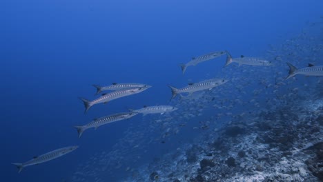 Group-of-Barracudas-arrives-at-a-cleaning-station-on-a-tropical-coral-reef-in-clear-water-around-the-islands-of-Tahiti,-French-Polynesia