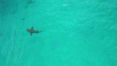 Top-down-aerial-video-of-a-shark-swimming-in-clear-blue-waters