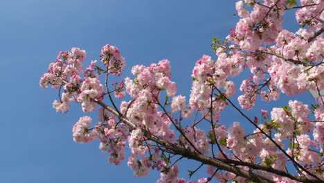 Delicadas-Flores-De-Cerezo-Estallaron-Contra-Un-Cielo-Azul-Claro,-Anunciando-La-Llegada-De-La-Primavera.