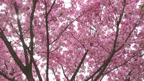 Delicadas-Flores-De-Cerezo-En-Plena-Floración,-Una-Suave-Señal-De-La-Llegada-De-La-Primavera,-Capturadas-En-Un-Enfoque-Suave-Con-Una-Sutil-Luz-Solar.