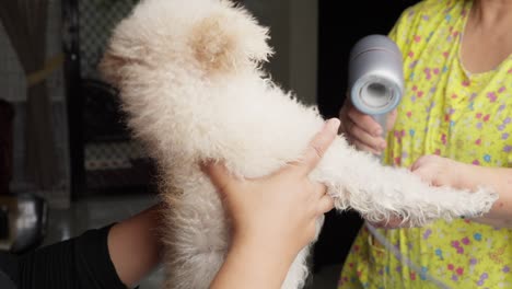 El-Dueño-De-La-Mascota-Se-Seca-El-Caniche-Toy-Después-Del-Baño.