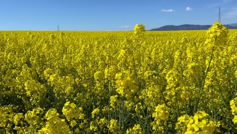 Rodaje-De-Un-Gran-Cultivo-Agrícola-De-Plantas-De-Colza-Con-Un-Impresionante-Y-Llamativo-Color-Amarillo-Intenso-Que-Contrasta-Con-El-Cielo-Azul-De-La-Tarde-Hay-Una-Montaña-En-Primavera-Toledo-España