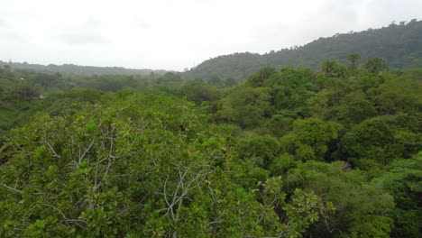 Aerial-orbit-around-two-Keel-Billed-Toucan's-perched-high-in-the-rainforest,-Colombia