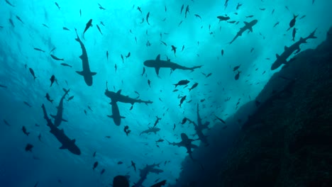 Swarm-frenzy-silhouette-of-reef-sharks-and-fish-swimming-along-coral-reef-dropoff