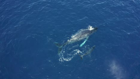 Humpback-whale-spouts-at-surface-as-young-calf-plays-and-dives,-aerial-overview