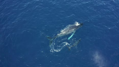 La-Ballena-Jorobada-Sale-A-La-Superficie-Mientras-Su-Cría-Juega-Y-Se-Zambulle,-Descripción-Aérea