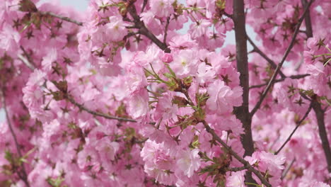 Delicate-cherry-blossoms-in-full-bloom,-a-gentle-sign-of-spring's-arrival,-captured-in-soft-focus-with-subtle-sunlight