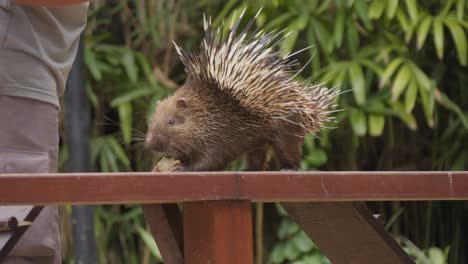 A-zookeeper-in-Bali-Zoo-touches-the-back-of-a-Sunda-porcupine-to-show-its-defense-mechanism