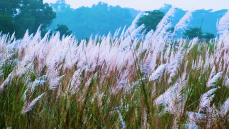Wildes-Zuckerrohr-Kans-Gras-Blumenfelder-In-Indien,-Saccharum-Spontaneum