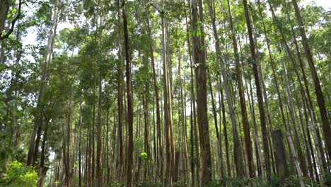Eukalyptusbäume-Wachsen-Auf-Einer-Farm-In-Kenia