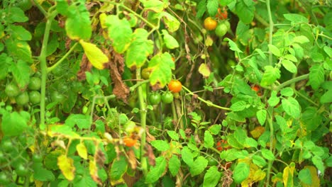 Cherry-red-and-Green-tomatoes-hanging-on-a-tomato-vine-with-some-dried-leaves-around-it-greenery-farm-cultivation