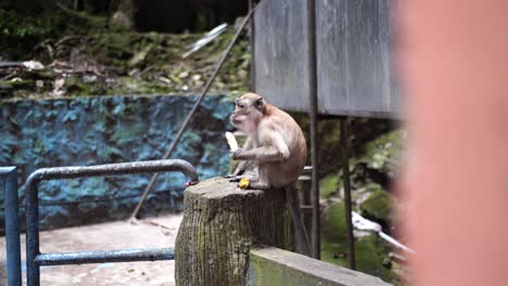 Long-tailed-Macaque-Monkey-Sitting-On-A-Fence-And-Eating-A-Banana-At-Batu-Caves-In-Selangor,-Malaysia