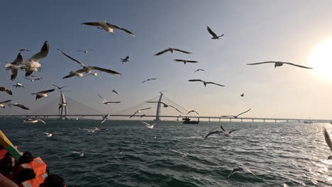 visual-journey-of-beauty-and-tranquility-as-seagulls-soar-majestically-in-the-sunset-sky,-accentuating-the-charm-of-newly-made-bridge-in-this-cinematic-video-scene