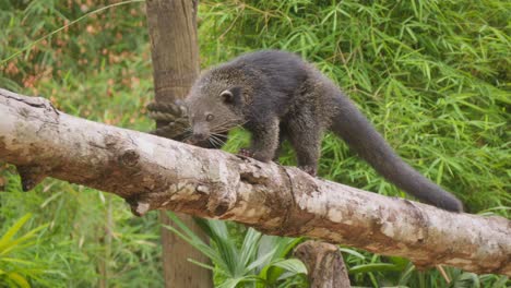 Binturong-or-bearcat-walking-on-wooden-fence.-Close-up