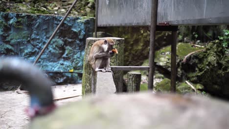 Long-tailed-Macaque-Monkey-Sitting-on-a-Fence-and-Eating-a-Banana-with-Wooden-Foreground-at-Batu-Caves-in-Selangor,-Malaysia