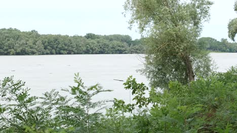 Panorama-Der-Donau-Und-Des-üppigen-Grünen-Waldes