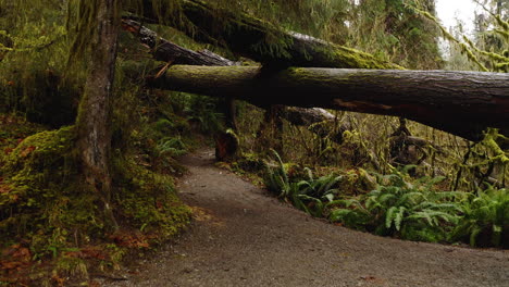 POV-Along-Pathway-Trail-At-Hoh-Rainforest-Under-Mossy-Tree-Trunks,-Olympic-National-Park