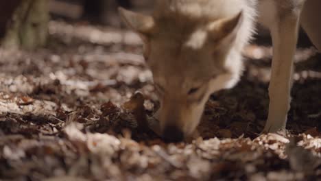 Un-Perro-Lobo-Olfatea-En-El-Bosque