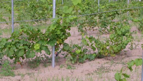Grapes-On-The-Trellis-In-The-Vineyard