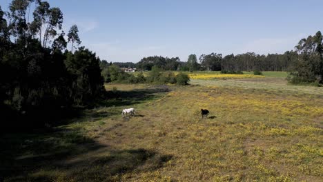 Two-horses-amidst-yellow-flowers-in-Aveiro's-countryside,-Portugal---aerial