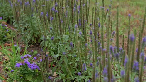 Closeup-Of-Lavender-Flowers-In-The-Park