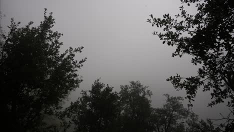 Timelapse-of-Foggy-forest-with-rain,-low-visibility