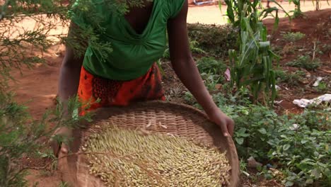 African-woman-sifting-seeds.-Close-Up