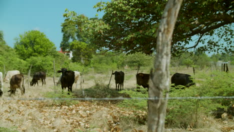 Sunny-countryside-landscape-black-and-white-cows-grazing,-shot-behind-wire-fence