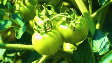 Three-Green-Unripe-Tomatos,-Organic-Agriculture,-Macro