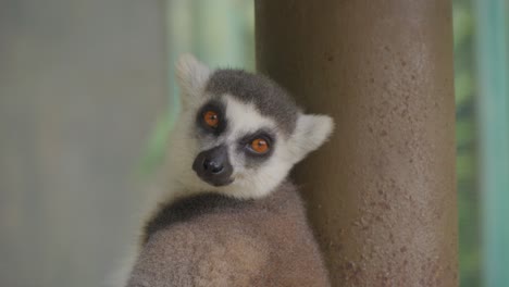 Portrait-of-ring-tailed-lemur-looking-at-camera.-Close-up