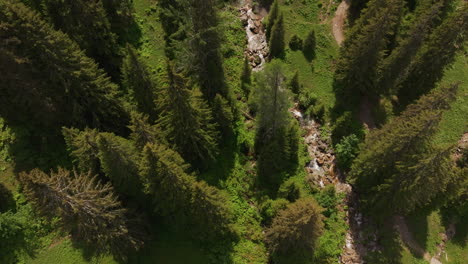 Aerial-of-a-small-mountain-creek-surrounded-by-a-green-forest-and-meadow